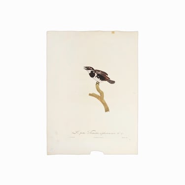 1800s Original Stipple Engraving Bird Francois Levaillant Jacques Barraband Black-breasted Puffbird 