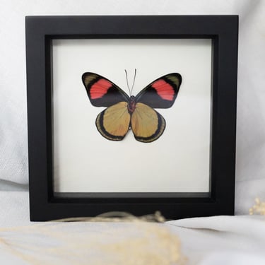 Black Framed Painted Beauty Butterfly