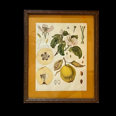 Framed Antique Quince Botanical Art Print / Victorian Style Herbarium Plant Specimen Art Print 