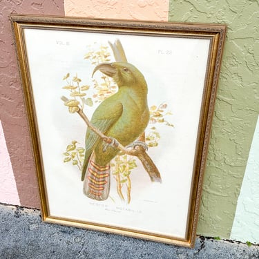 Large Parrot Framed Print