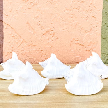Set of Five White Mini Conch Shells