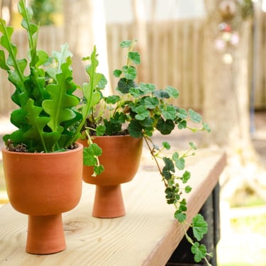 Pair of clay pedestal planters, Succulent Planters, Clay Succulent Planter, Air Plant Holder, Coffee Table Planter 