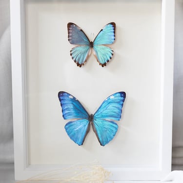 Framed Morpho Butterfly Collection