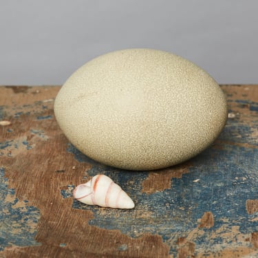 Cassowary Egg from Papua