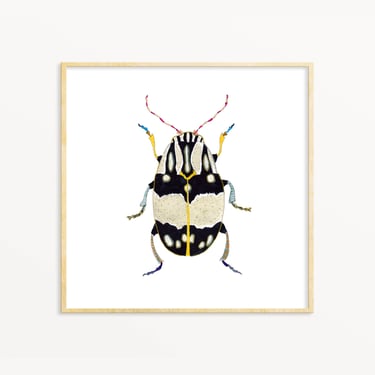 Snoogs & Wilde Art - Beetle #12 ~ Art Print